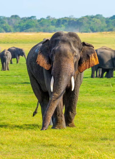 Minneriya National Park