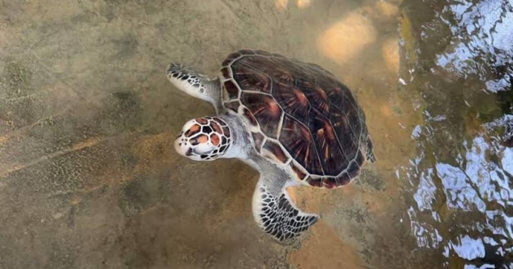 Kosgoda Turtle Hatchery