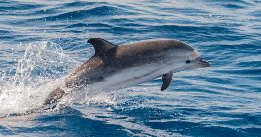 dolphin watching in Kalpitiya