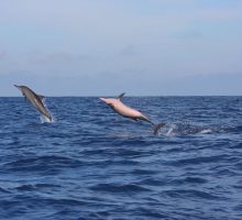 Copy of 2016_03_30_152515-12-01-VS-2DOLPHIN